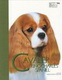 cavalier king charles spaniel best of breed