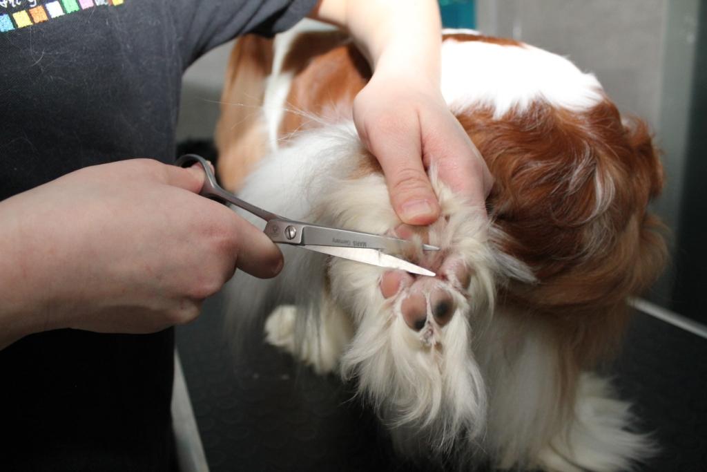 Grooming photo10 doc