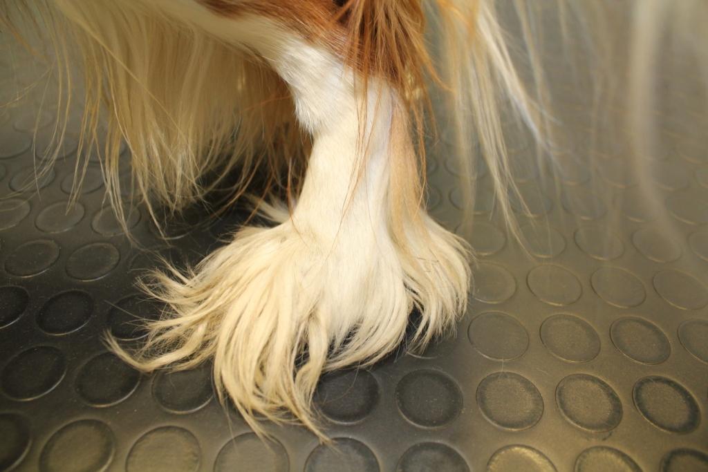 Grooming photo11 a doc