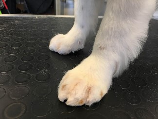Grooming photo11 doc