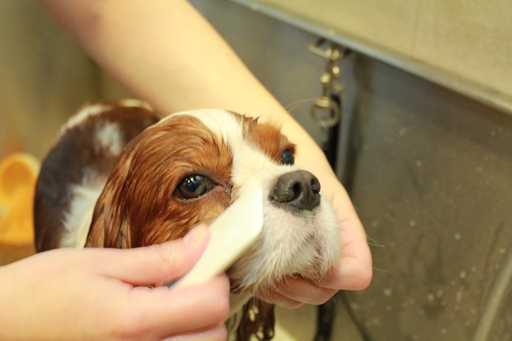 Grooming photo6 doc